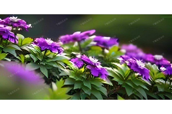 武汉这5家茶馆，每一杯都有故事